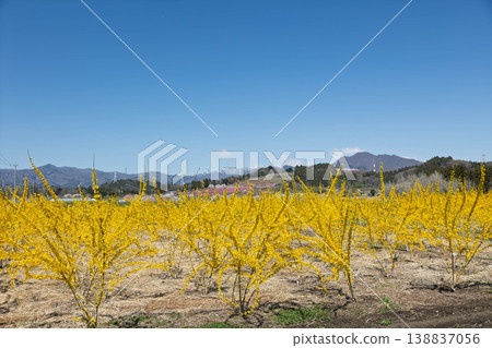 Distant view of forsythia fields and peach blossom hills, Nakanojo Town, Gunma Prefecture Distant view of forsythia fields and peach blossom hills, Nakanojo Town, Gunma Prefecture 138837056