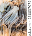 Fresh small raw whole octopus carcasses and tentacles on ice display at seafood market. Mini octopus whole cleaned meat for cooking. Healthy mediterranean ingredient. 138837079