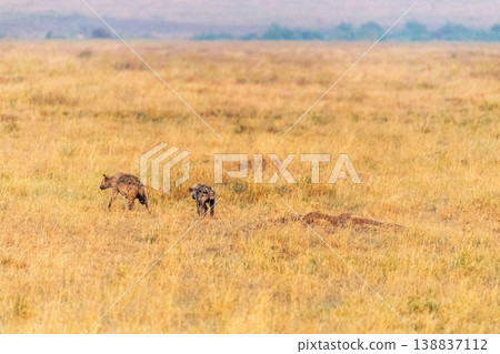 Hyena in the Serengeti 138837112