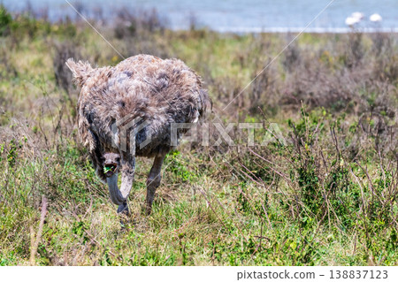 Ostriches in the Ngorogoro Crater 138837123