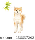 Shiba Inu and Maple Leaf Watercolor Illustration (Fresh Greenery Material) 138837202