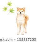 Shiba Inu and Maple Leaf Watercolor Illustration (Fresh Greenery Material) 138837203