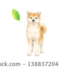 Shiba Inu and leaves, watercolor illustration, natural materials 138837204