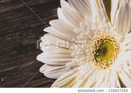 Colorful Gerbera Daisies on Rustic Wood Background. Gerbera Flowers on Wooden Surface. Colorful Gerbera Daisies on Rustic Wood Background. Gerbera Flowers on Wooden Surface. 138837268