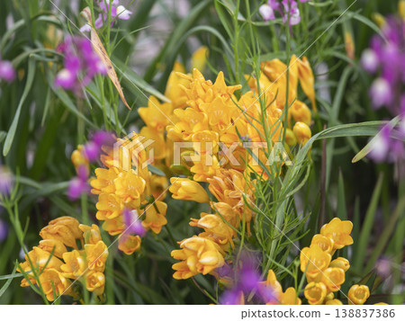 Freesia flowers blooming in the flowerbed Freesia flowers blooming in the flowerbed 138837386