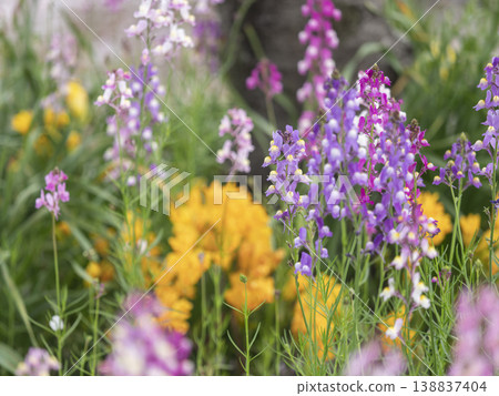 花壇裡盛開的金魚草 花壇裡盛開的金魚草 138837404