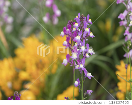 花壇裡盛開的金魚草 花壇裡盛開的金魚草 138837405
