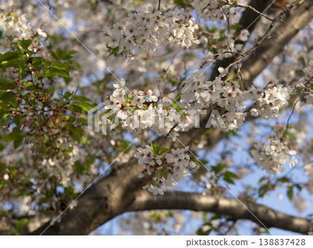 Cherry blossoms in the park starting to fall Cherry blossoms in the park starting to fall 138837428
