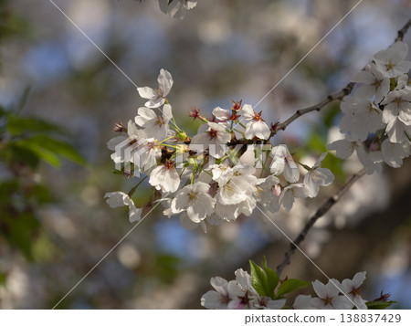 Cherry blossoms in the park starting to fall Cherry blossoms in the park starting to fall 138837429