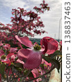 Dogwood 138837463