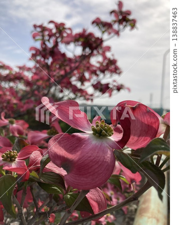 Dogwood Dogwood 138837463