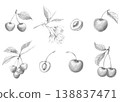Detailed botanical pencil sketches set of cherries, blossoms, and leaves, featuring fruit cross-sections and branches isolated on white background, for rustic organic packaging and menu design 138837471