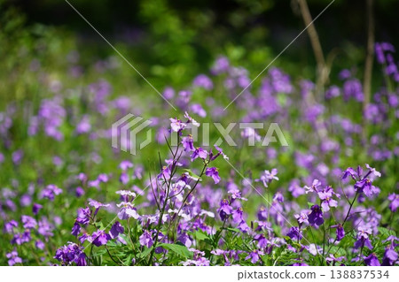 Clusters of purple flowering clover (Epipactis thunbergii) in April at Nishi-Kokubunji, Musashi-Kokubunji Park, Tokyo Metropolitan Park. Clusters of purple flowering clover (Epipactis thunbergii) in April at Nishi-Kokubunji, Musashi-Kokubunji Park, Tokyo Metropolitan Park. 138837534