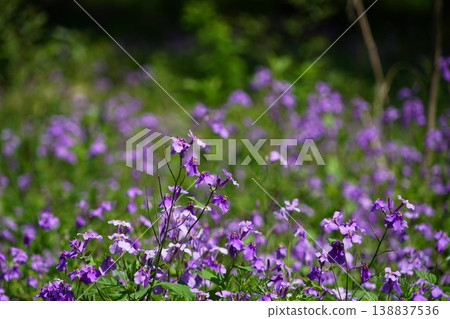 Clusters of purple flowering clover (Epipactis thunbergii) in April at Nishi-Kokubunji 61, Musashi-Kokubunji Park, Tokyo Metropolitan Park. Clusters of purple flowering clover (Epipactis thunbergii) in April at Nishi-Kokubunji 61, Musashi-Kokubunji Park, Tokyo Metropolitan Park. 138837536