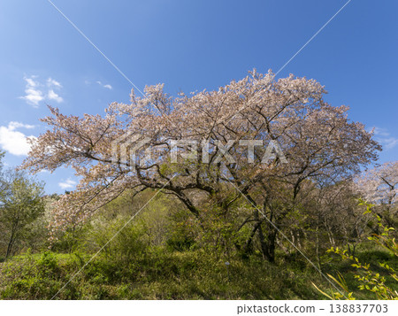 Blue sky and cherry blossom landscape 138837703