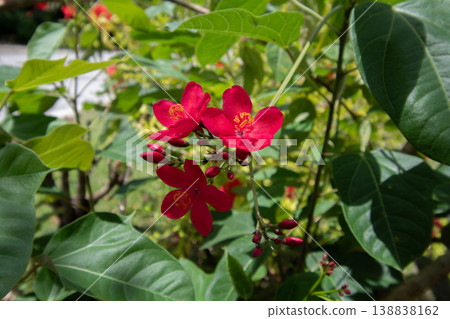 在帛琉，被稱為南海櫻花（學名：Jatropha integerrima）的紅色櫻花被稱為南方櫻花。 138838162