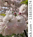 Double cherry blossoms 138838174