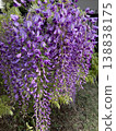  Wisteria flowers 138838175