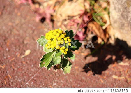 Fresh and refreshing seaside chrysanthemum flowers 138838183