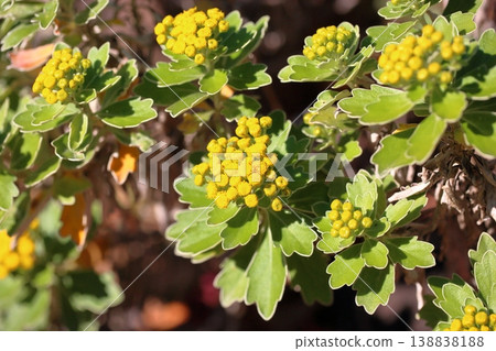 清新怡人的海邊菊花 清新怡人的海邊菊花 138838188