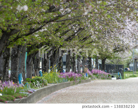 Cherry blossom trees with falling petals 138838210