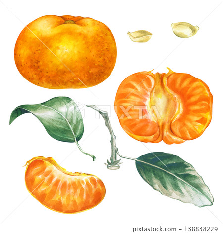 Watercolor set with fresh tangerine elements. The set includes a whole mandarin orange, a half fruit, juicy slices, green leaves, and seeds. For botanical designs, organic food packaging, and juice Watercolor set with fresh tangerine elements. The set includes a whole mandarin orange, a half fruit, juicy slices, green leaves, and seeds. For botanical designs, organic food packaging, and juice 138838229