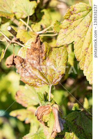 Close-up of green leaves mottled with brown spots and decay, showing leaf spot disease, wilting and seasonal stress in daylight. Agricultural issues Close-up of green leaves mottled with brown spots and decay, showing leaf spot disease, wilting and seasonal stress in daylight. Agricultural issues 138838237