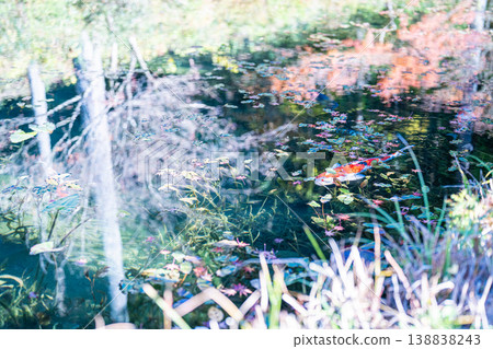 鯉魚游泳莫奈的池塘 鯉魚游泳莫奈的池塘 138838243