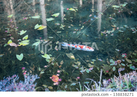 鯉魚游泳莫奈的池塘 138838271