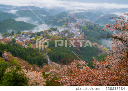 夢幻般的霧景：吉野的千棵櫻花樹 138838384