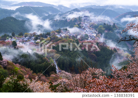夢幻般的霧景：吉野的千棵櫻花樹 138838391