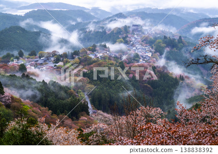 夢幻般的霧景：吉野的千棵櫻花樹 138838392