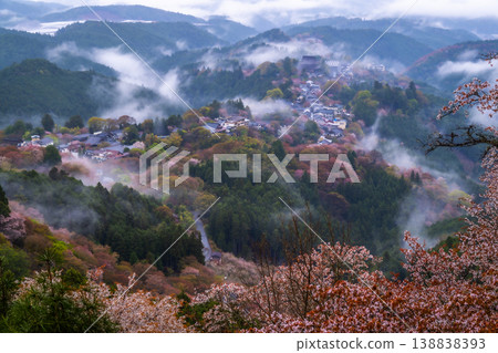夢幻般的霧景：吉野的千棵櫻花樹 138838393