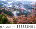 夢幻般的霧景：吉野的千棵櫻花樹 138838401