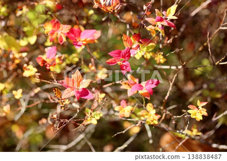 The small leaves of the hedge are changing color; lovely autumn foliage. The small leaves of the hedge are changing color; lovely autumn foliage. 138838487