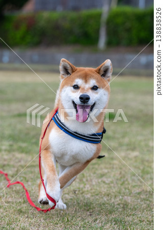 Shiba Inu running with a smile Shiba Inu running with a smile 138838526