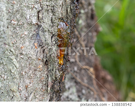 櫻桃樹的樹液已經凝固 138838542