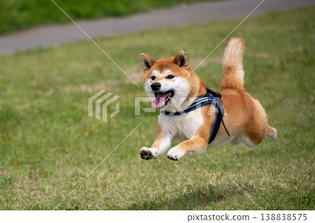 柴犬微笑著奔跑 138838575