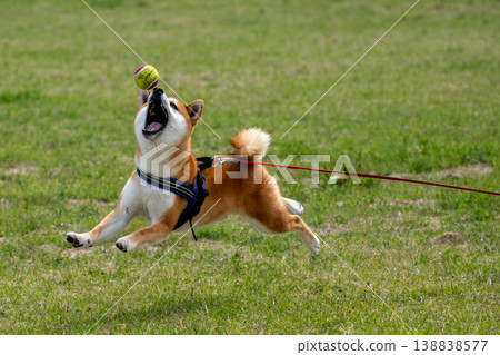 柴犬追球 柴犬追球 138838577