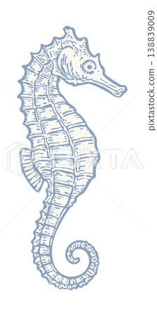 Seahorse. Vector handdrawn illustration isolated on white background. Blue color 138839009