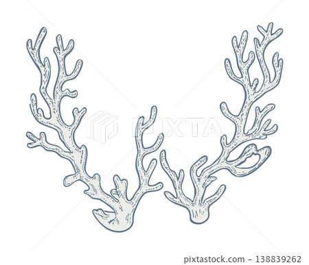 Coral branches. Vector isolated illustration. Blue color Coral branches. Vector isolated illustration. Blue color 138839262