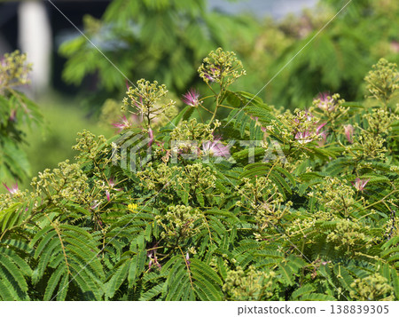 盛開的合歡樹 138839305