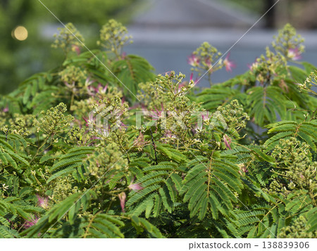 silk tree in bloom 138839306