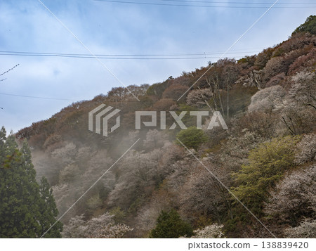 吉野山上千棵櫻花樹在晨霧中飄蕩,展現出空靈的美感,令人心曠神怡。 吉野山上千棵櫻花樹在晨霧中飄蕩,展現出空靈的美感,令人心曠神怡。 138839420