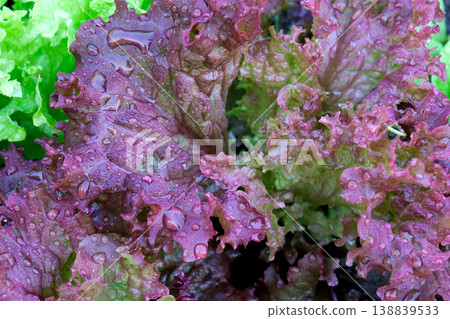 Fresh purple lettuce with raindrops on it 138839533