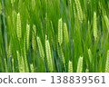 Eared spike of fresh green wheat 138839561