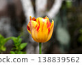 Yellow tulip 138839562