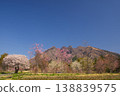 Mount Nekodake in Aso and the large cherry tree of Kamishikimi 138839575