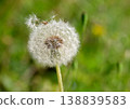 Dandelion fluff blowing fluff 138839583