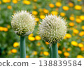 Onion flower heads blooming among spring flowers 138839584
